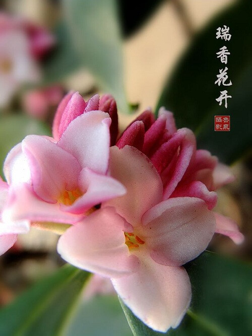 【叁月花开】瑞香花(睡香、蓬莱紫、风流树、毛瑞香、千里香、山梦花)——花语：吉祥。＊瑞香蓓蕾破寒晴，稚子呼为紫素馨。万斛幽香量不尽，霜风吹送暮天青。