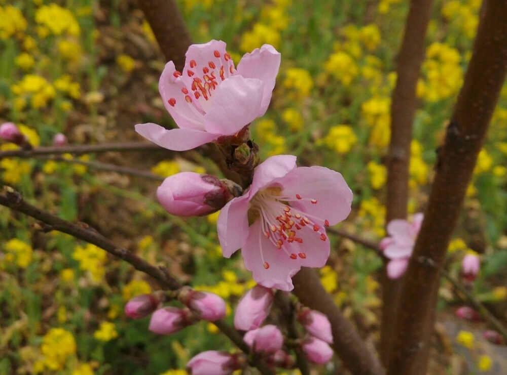 桃花