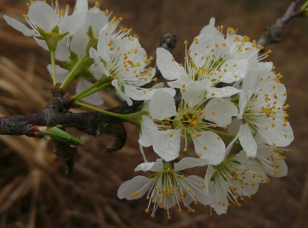 李花