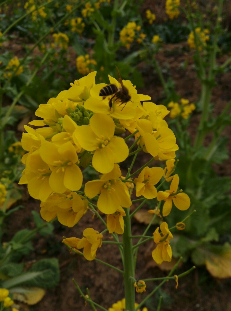 油菜花