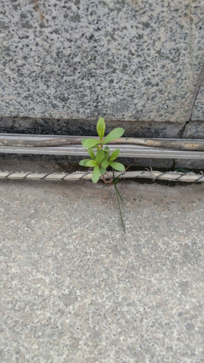 台阶缝隙里，坚强的无名小草儿！棒棒哒！