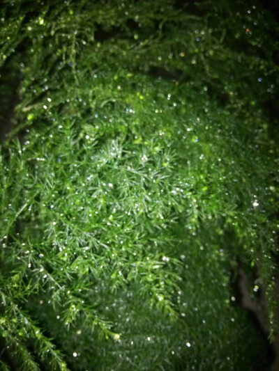 淋雨的文竹