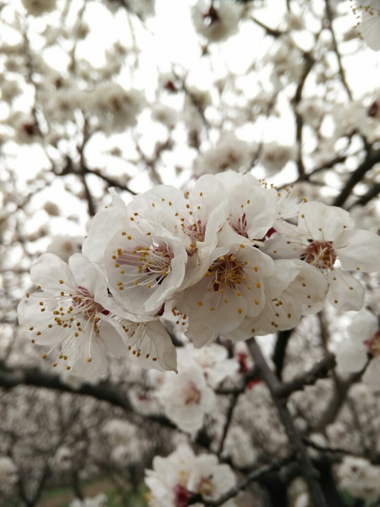 北校区的花开了。