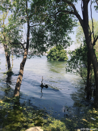 绿意 盛夏 心醉 清风 流水叮当