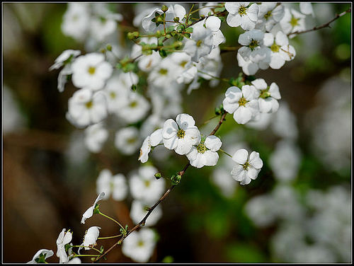 【叁月花开】郁李花(小桃红、寿李、爵梅、秧李)——花语：忠实、困难。＊树小花鲜妍，香繁枝软弱。高低二三尺，重叠千万萼。朝艳蔼菲菲，夕凋纷漠漠。辞枝朱粉细，覆地红韶薄。由来红颜色，尝苦易销铄。不见凉荡花，狂风吹不落。《惜郁李花》白居易