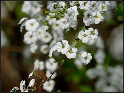 【叁月花开】郁李花(小桃红、寿李、爵梅、秧李)——花语：忠实、困难。＊树小花鲜妍，香繁枝软弱。高低二三尺，重叠千万萼。朝艳蔼菲菲，夕凋纷漠漠。辞枝朱粉细，覆地红韶薄。由来红颜色，尝苦易销铄。不见凉荡花，…