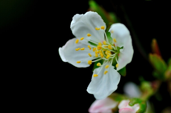 【叁月花开】郁李花(小桃红、寿李、爵梅、秧李)——花语：忠实、困难。＊树小花鲜妍，香繁枝软弱。高低二三尺，重叠千万萼。朝艳蔼菲菲，夕凋纷漠漠。辞枝朱粉细，覆地红韶薄。由来红颜色，尝苦易销铄。不见凉荡花，狂风吹不落?！断в衾罨ā钒拙右? id=