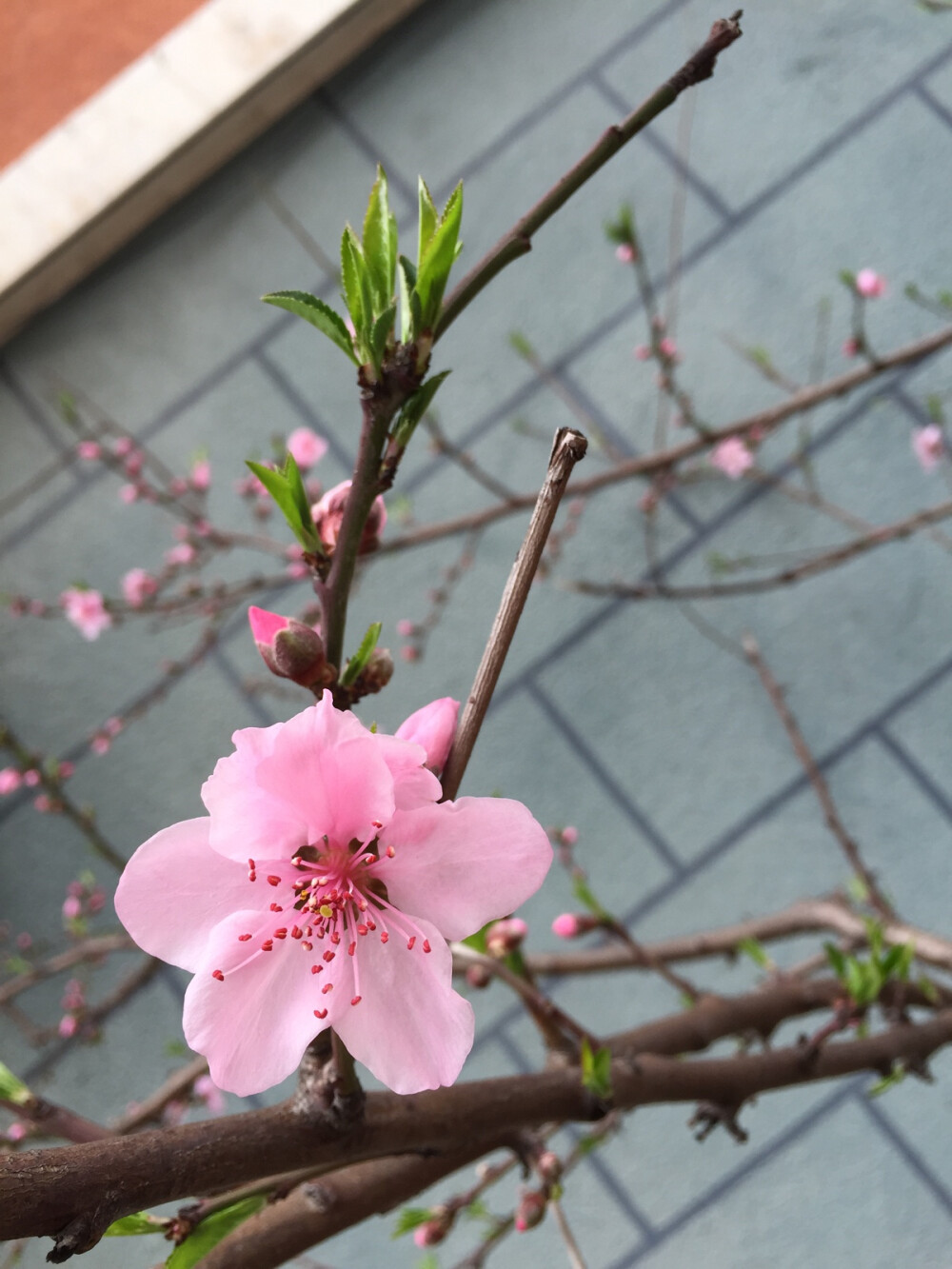 人面桃花红