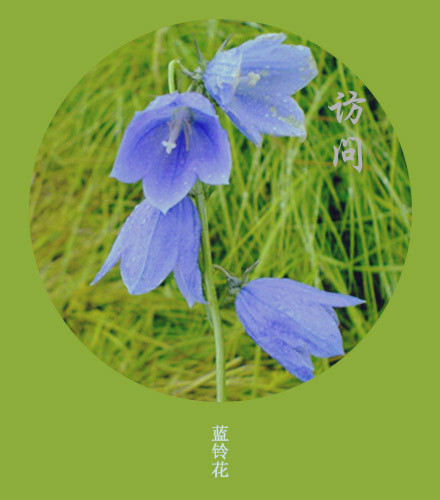 蓝铃花8月4日の生日花