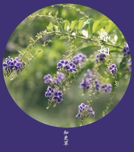 知更草5月21日の生日花 堆糖 美图壁纸兴趣社区
