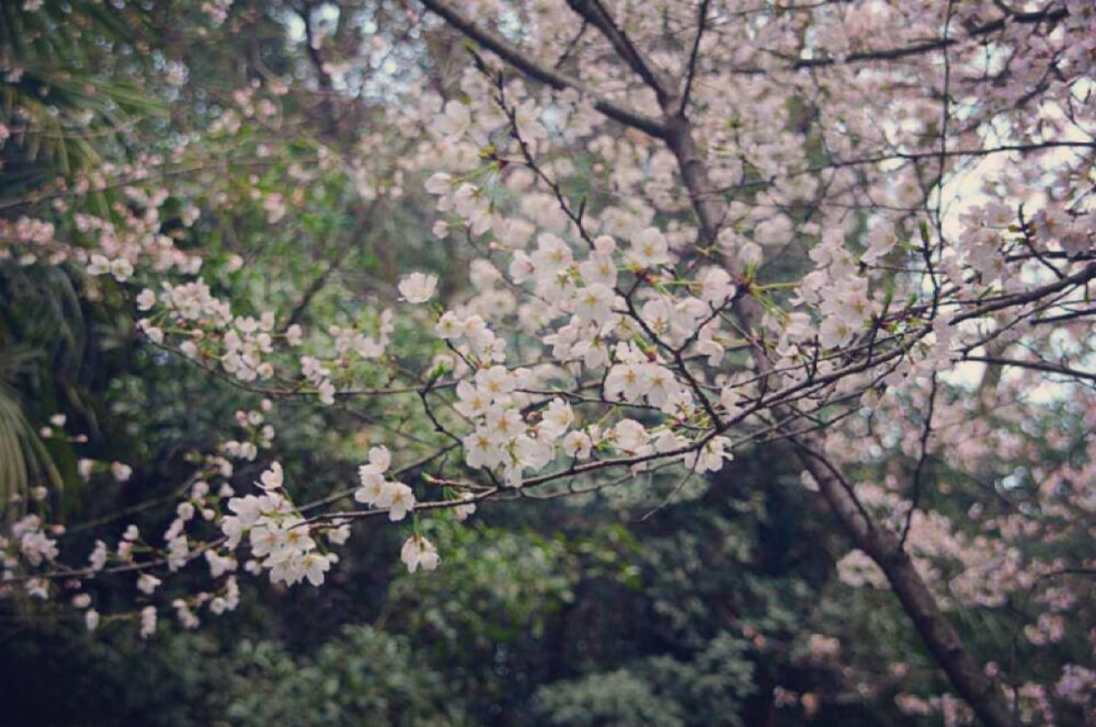 樱花节