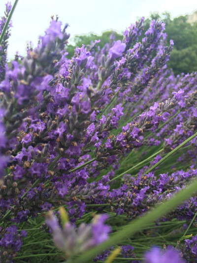 Lavender in Provence