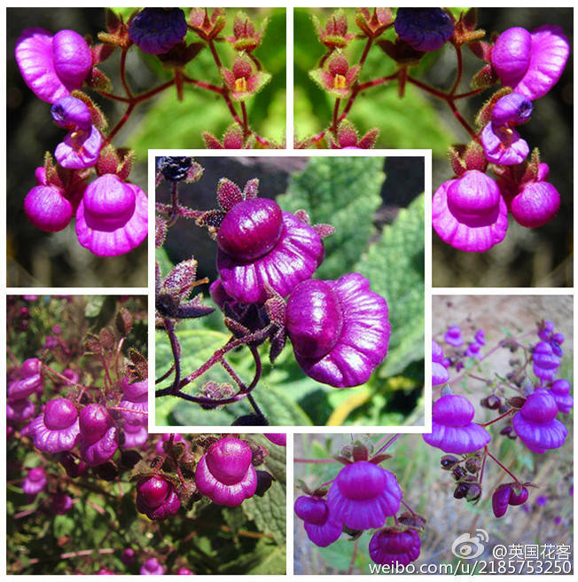 紫蒲包花，Calceolaria purpurea Graham , 是玄参科蒲包花属植物， 多年生草本花卉。 紫蒲包花十分的别致，花似一顶可爱的小帽子，有趣极了...... 此花有二唇，上唇小，下唇膨胀似荷花，故又名荷包花。