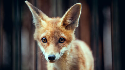 fox 狐狸