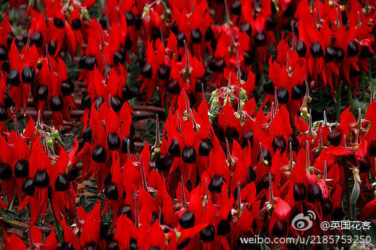  澳洲沙漠豆（SWAINSONA formosa）又名“斯特尔特沙漠豌豆&amp;quot; (Sturt's Desert Pea)，原产于澳洲的干旱地区，，它的名字是以英国探险家斯特尔特(1795-1869 Sturt)的名字命名的。是豆科植物，开花时花朵变换颜色，鲜艳而醒目，长得跟外星人似的。