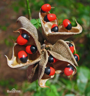  海红豆 中文学名：海红豆 拉丁学名：Adenanthera pavonina 别称：孔雀豆，红豆，相思豆。界：植物界。门：被子植物门 纲：双子叶植物纲 亚纲：原始花被亚纲 目：蔷薇目 亚目：蔷薇亚目 科：豆科 亚科：含羞草亚科。族：含羞草族。属：海红豆属 种：海红豆。分布区域：印度、马来西亚、爪哇。在印度用叶煎汁治风湿