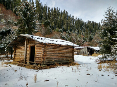 西藏波密谋原始森林