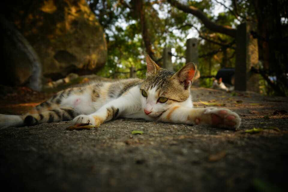 鼓浪屿的猫日记