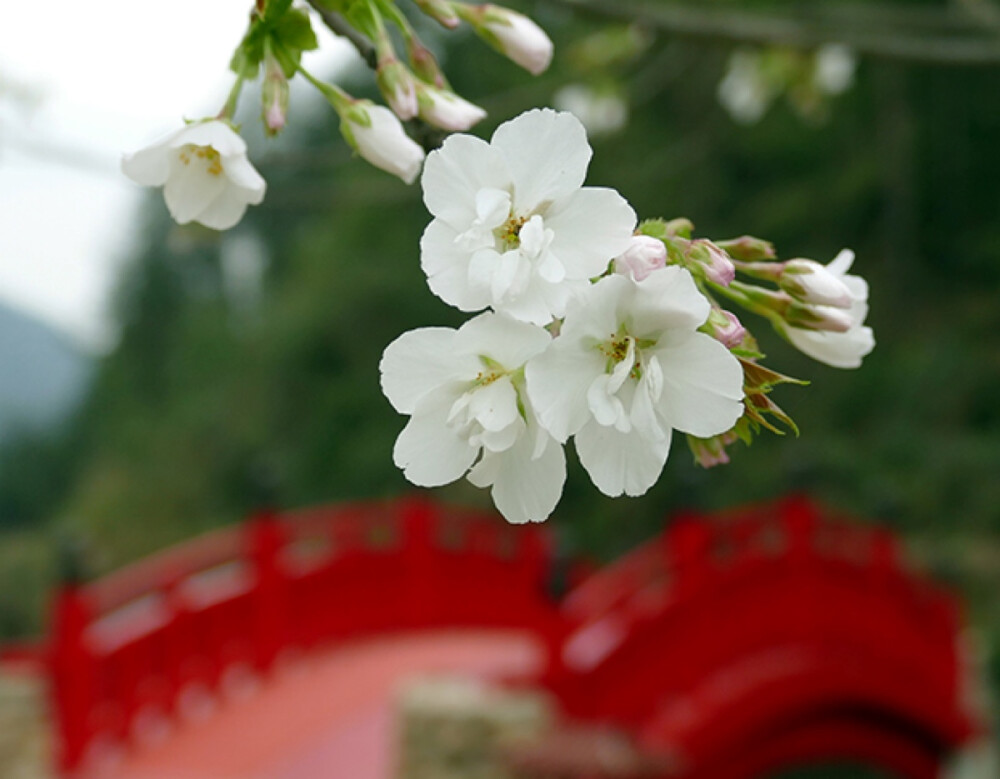 药师道场·天圣山安福寺的樱花开了