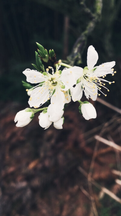 芳菲*李花