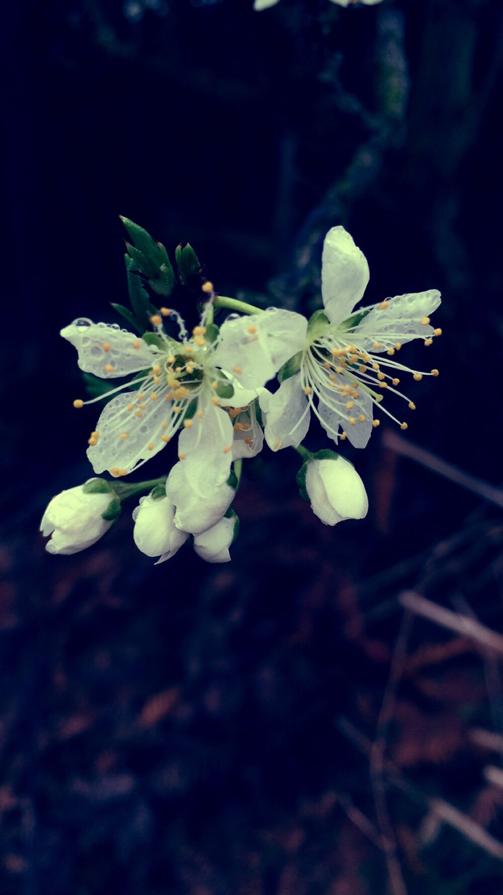 芳菲*李花