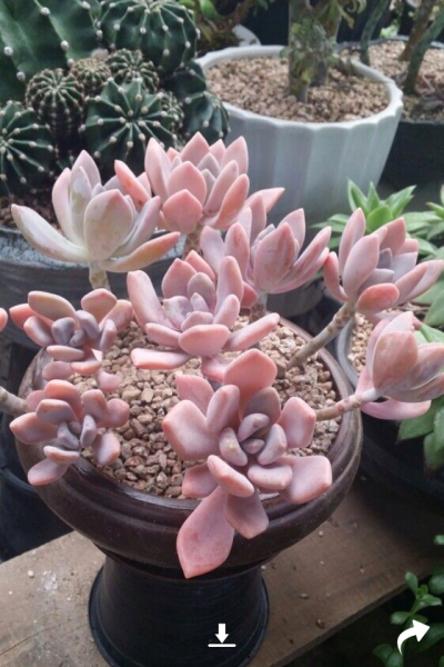 Graptoveria cv. Deby【黛比】景天科拟风车草属。难得一年中大部分时段有红叶的种类。粉色的叶片，拥有很高的人气。夏天比较热的月份，或是日照不足，叶片将变成粉蓝色。秋冬季节，红色会加深。请在通风好的环境种植…