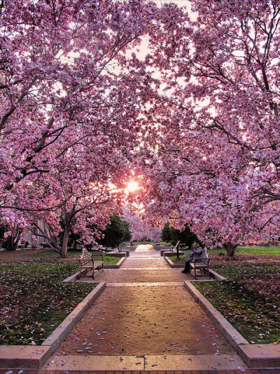 Cherry blossoms in University of Washington, USA。美国华盛顿大学。700英亩大的校园位于美丽的华盛顿湖及联合湖边，有山有水，再加上校园内美丽的松树、樱花及古典雅致的建筑，华大的校园是公认全美国最漂亮的。…