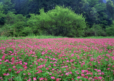 花海