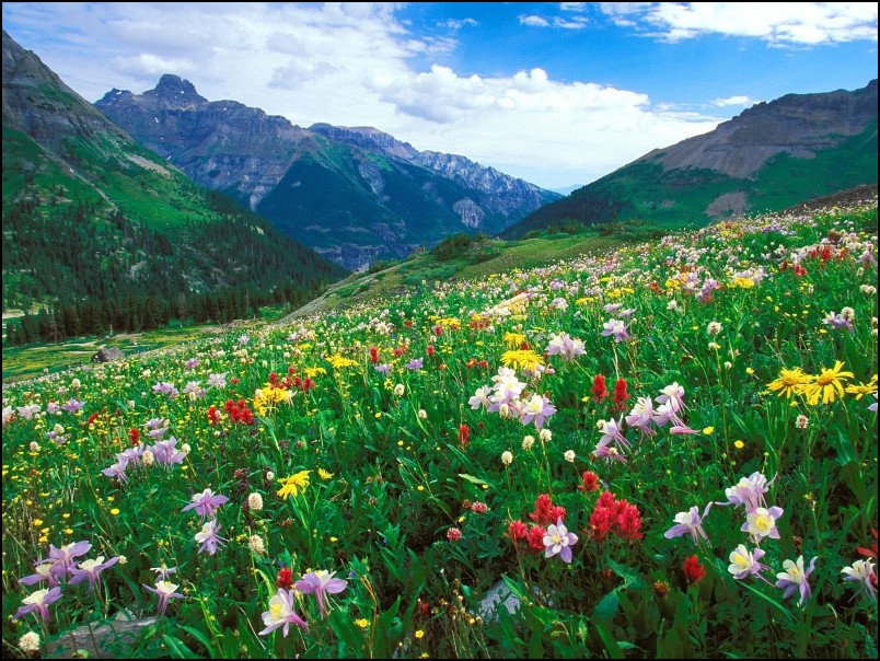 花山