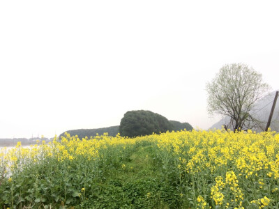 烟雨迷蒙中的江南