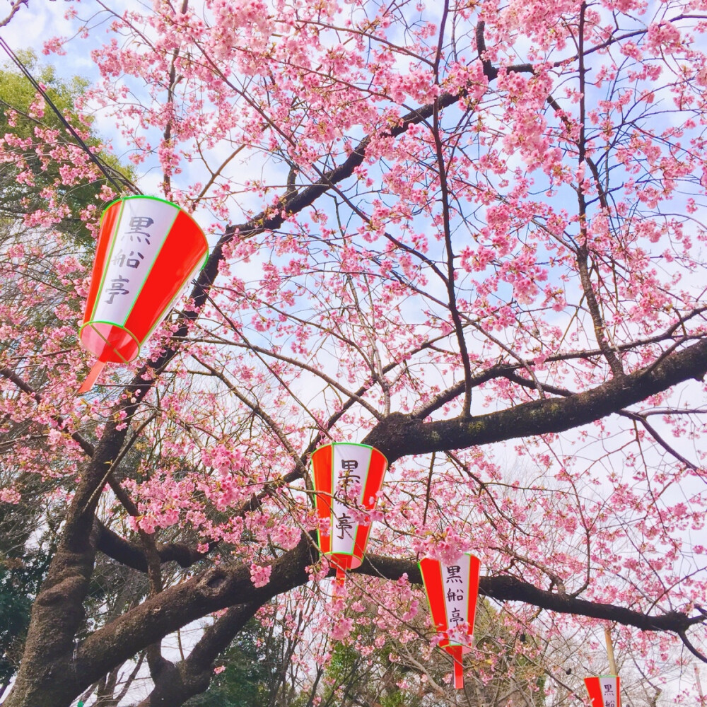 日本上野公園早开的樱花#樱花