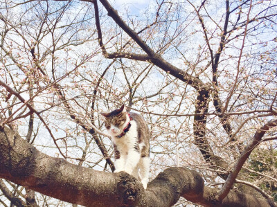 樱花树上的猫