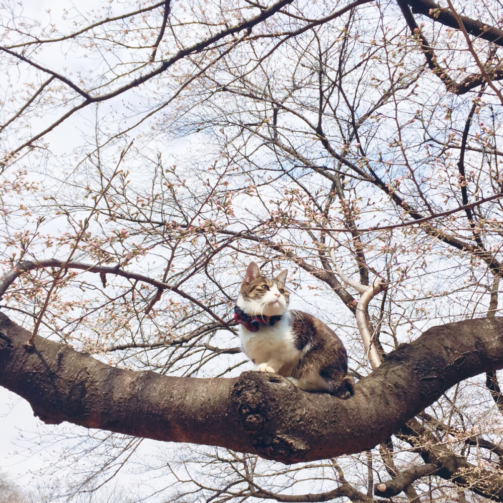 樱花树上的猫