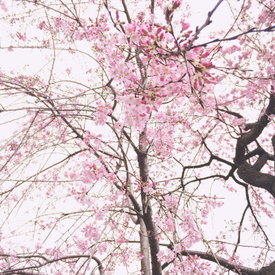 日本上野恩赐公園早开的樱花