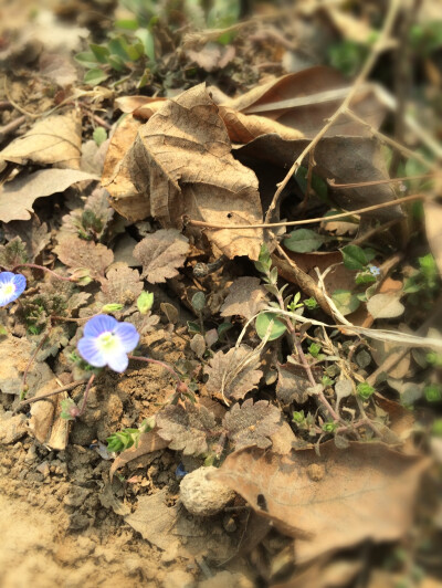 被叶子埋没的小紫花