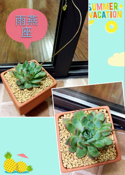 雨燕座Echeveria Apus景天科拟石莲花属多肉植物，又名双鱼座，夏型种多肉。星座系的石莲品种之一。是较大型的石莲花品种，叶剑细长，叶缘红色，有点像花月夜，又有一些像月光女神，但是，雨燕座的叶子明显要细长一点…