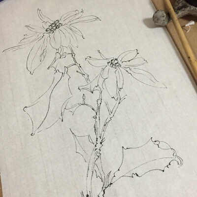 白描花卉