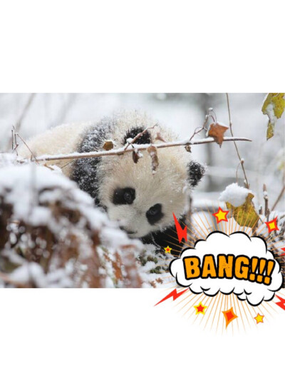 Panda