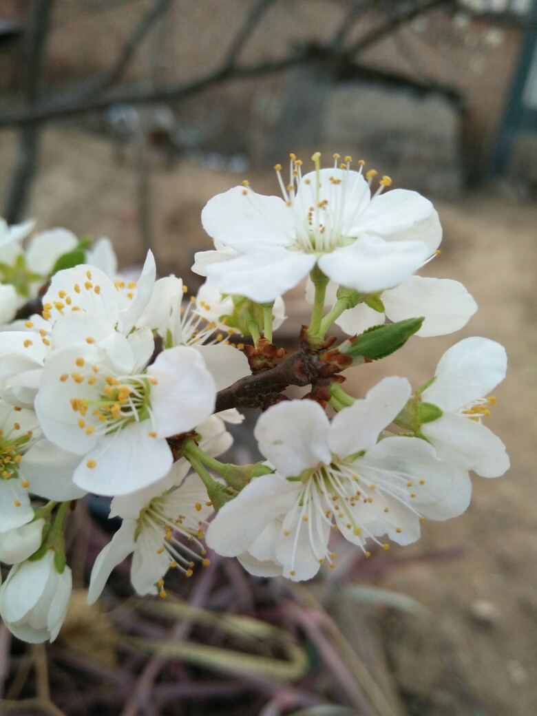 李子花