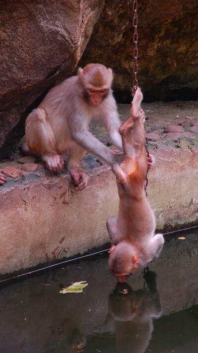 广西龙虎山自然保护区的猴子。