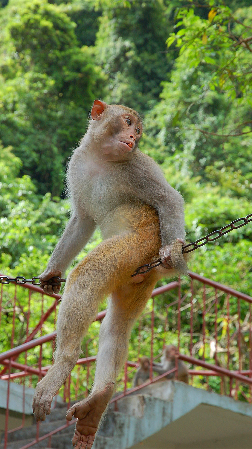 广西龙虎山自然保护区的猴子。