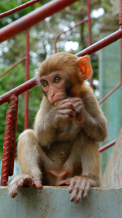 广西龙虎山自然保护区的猴子。