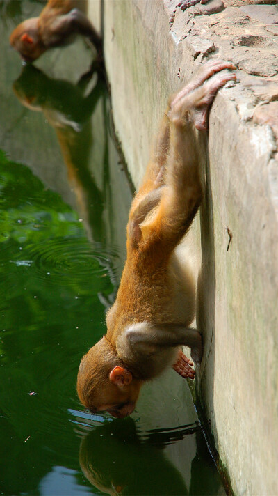 广西龙虎山自然保护区的猴子。