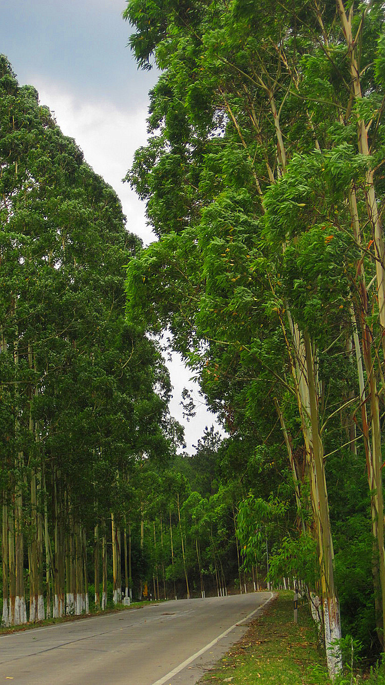 广西龙虎山自然保护区。