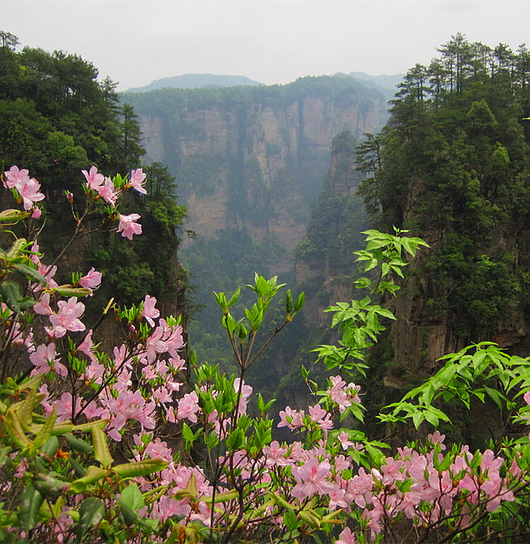 张家界杜鹃花。