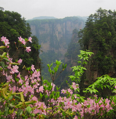 张家界杜鹃花。