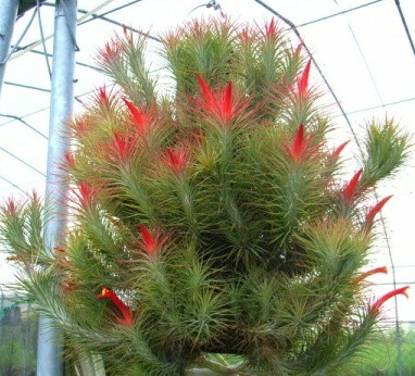 空气凤梨]Tillandsia funkiana狐狸尾