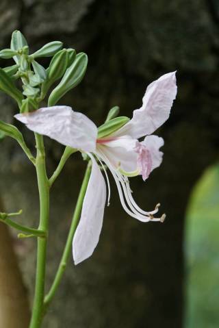 羊蹄甲.：具能育雄蕊3枚，花瓣较狭窄，具长柄。 红花羊蹄甲：具能育雄蕊5枚，花瓣较阔，具短柄；总状花序开展，有时复合为圆锥花絮，通常不结果。