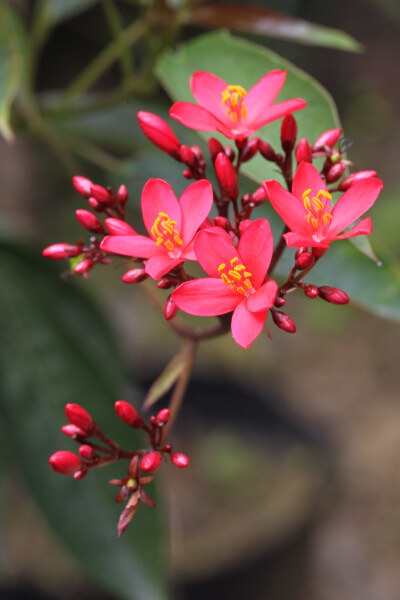 变叶珊瑚花、琴叶樱 、南洋樱 、日日樱 ，大戟科Euphorbiaceae痳疯树属，为常绿灌木，花红色，植物体有乳汁，乳汁有毒。原产于西印度群岛。