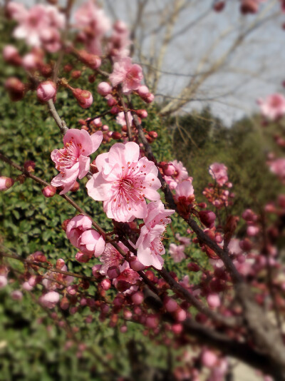 人面桃花相映红